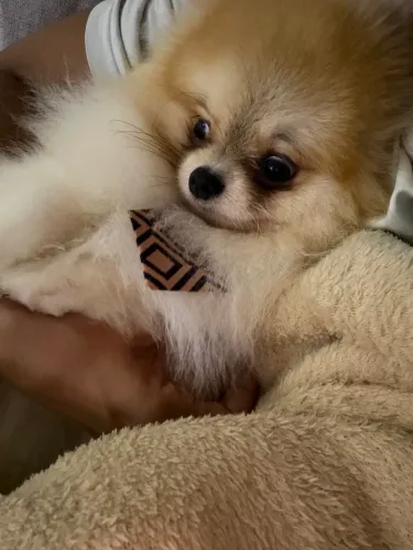 Lulu da pomeranea