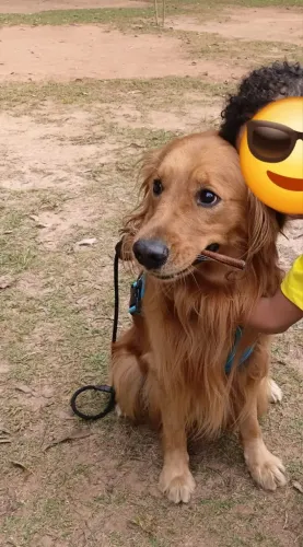 Vendo Golden Retriever adulto