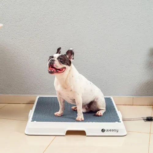 Weasy Cão Banheiro inteligente para cachorro
