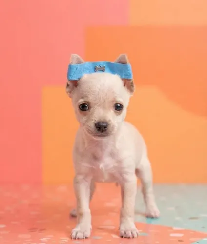 Pinscher Companheiro Ideal