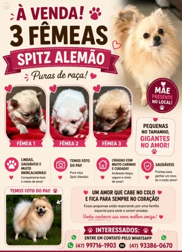 Spitz Alemão