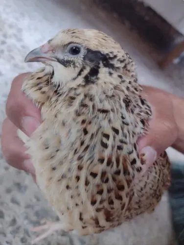 Ovos férteis de codorna gigante100 unidades 
