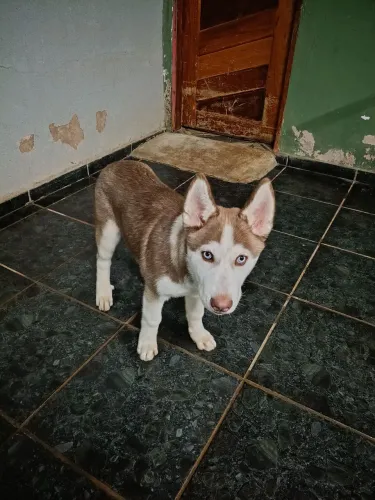 Husky cachorro bem cuidado 5 meses 