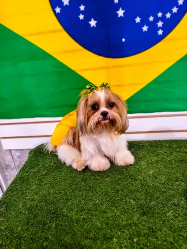 Doação responsável de uma Shitzu fêmea mini