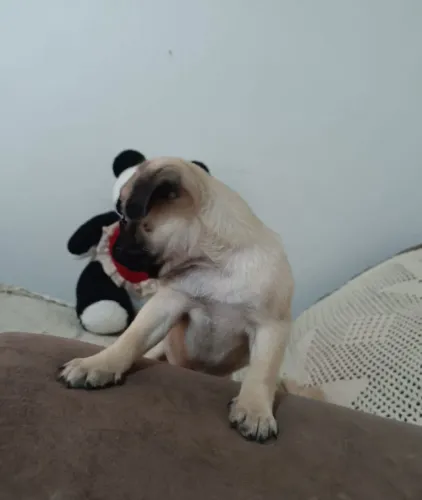 Filhotes Pug