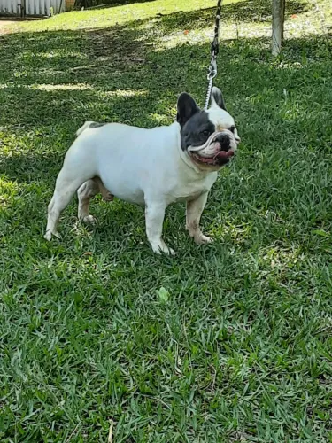 Bulldog Francês