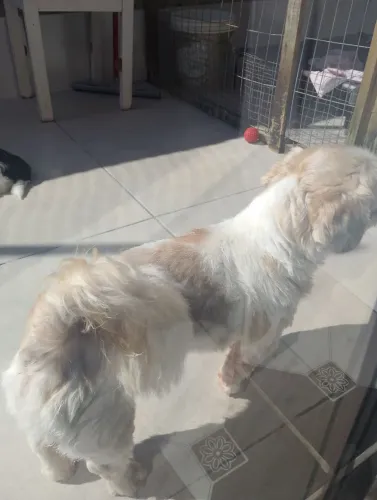 Cachorro 