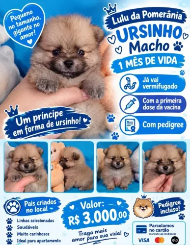 Lulu da Pomerânia