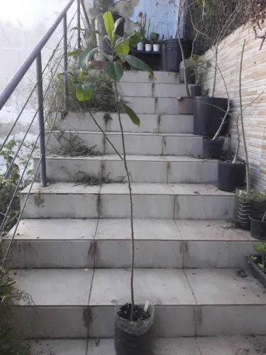 Muda Capororoca Porto Alegre RS