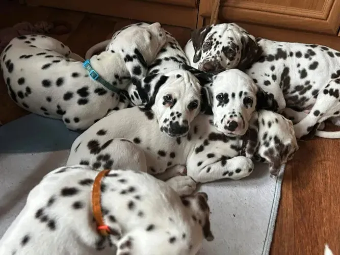 Dalmata Filhotes 