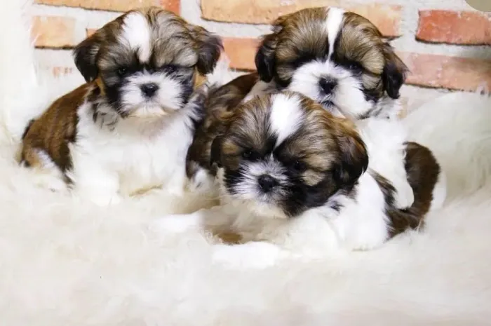 Lindos filhotes de shihtizu mini 