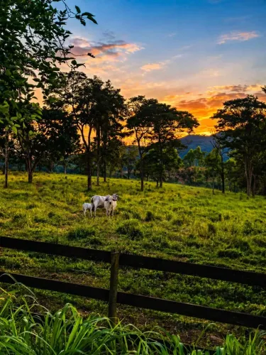 Linda fazenda produtiva de 116 hectares a 70 km de BH (1h20).
