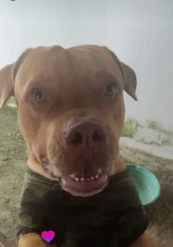 Doação de cachorro Pitbull