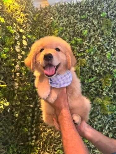 golden retriever dourado