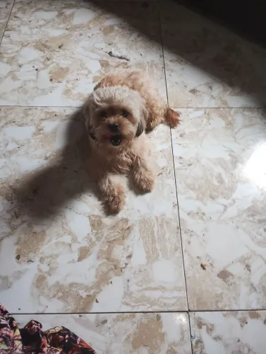 Vendo cachorro shih Tzu