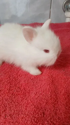  coelhinhos fofinhos mini  e Lop