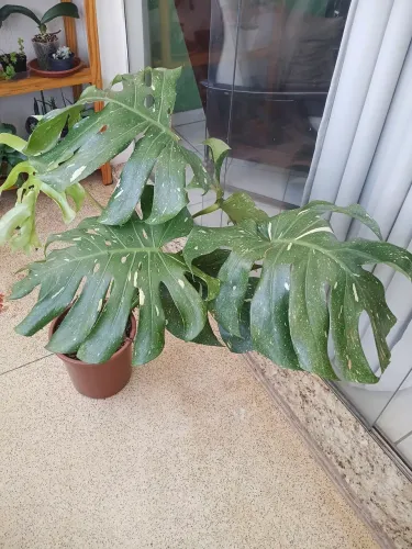 Planta Costela de Adão variegata