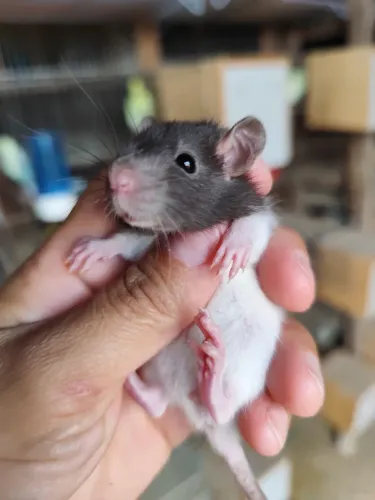 ratos twistter