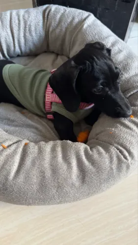 Dachshund Black