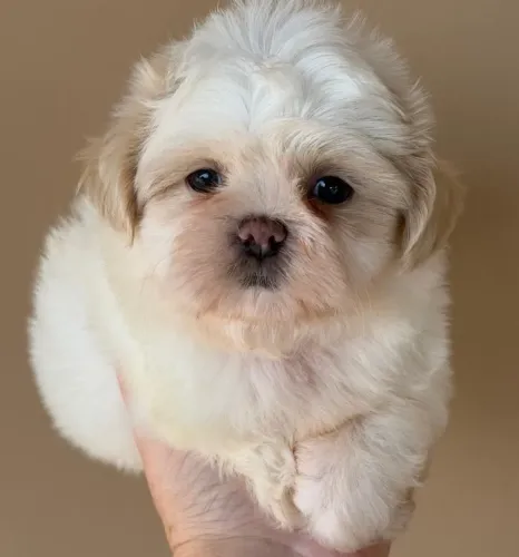 Filhote Maltês, Dê um lar para um filhote e ganhe um amigo fiel para sempre!