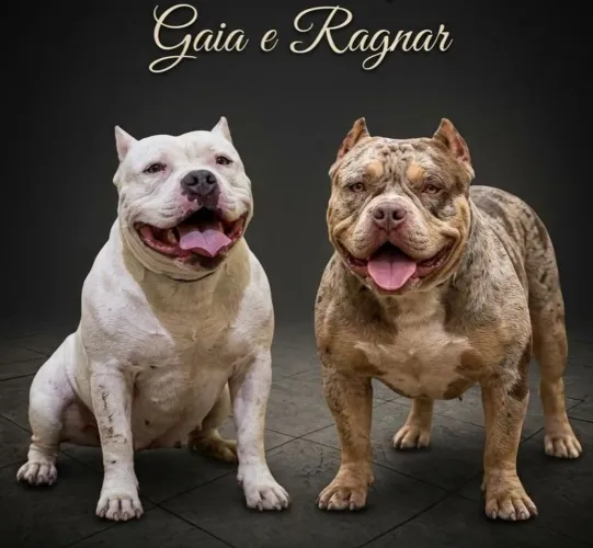 Vendo filhotes de American bully