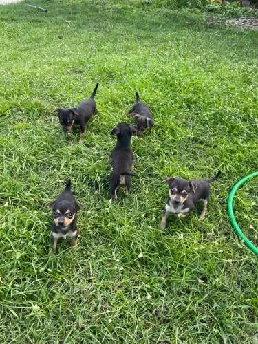Pinscher n° 1