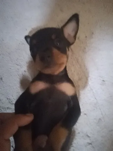 Pincher