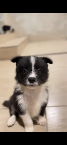 Border Collie Macho
