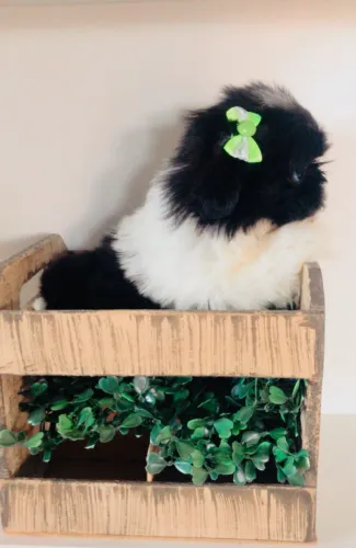 Promoção shihtzu mini 
