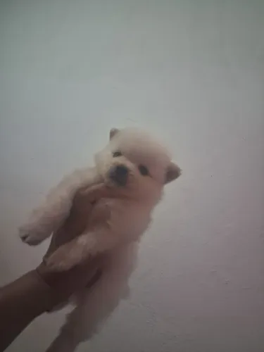 Spitz Alemão macho