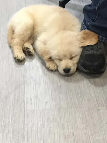 Golden Retriever charmoso