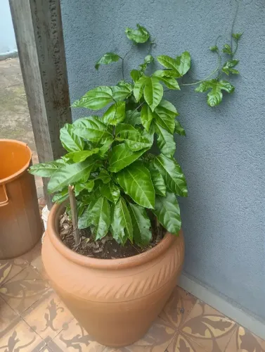 Vaso grande com muda de maracujá, entrega a domicílio.