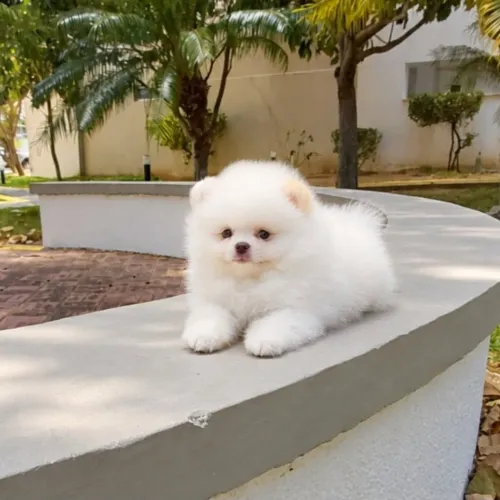 Lulu da Pomerânia Padrão Ursinho Legítimos