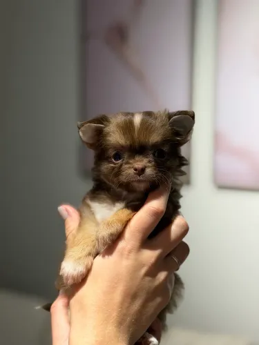 Chihuahua pelo longo