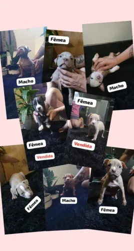 Venda - Filhotes de Pitbull (Vermifugados)