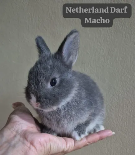 Coelho Anão Netherland Darf