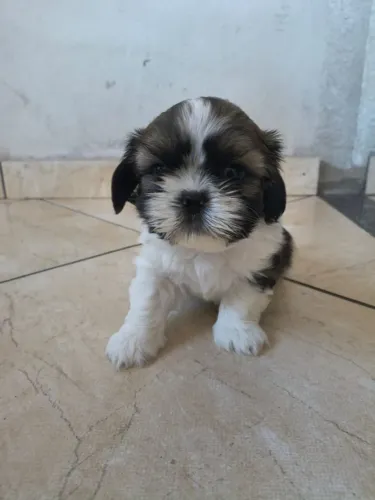 Shitzu macho com 45 dias