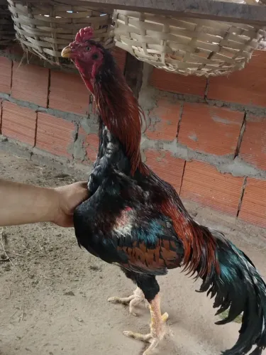Vende-se Frango Índio