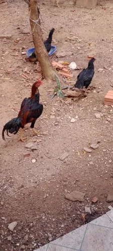 Vendo frango e 2 galinhas
