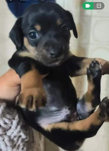 Vendo filhote de pinscher macho