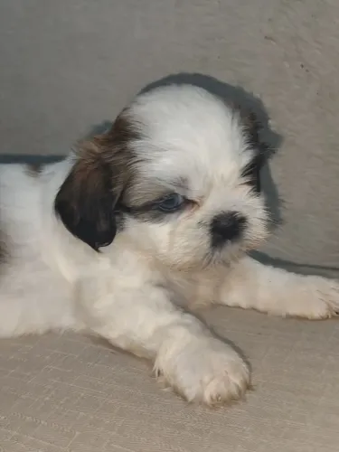 Shitzu macho olhos encantadores