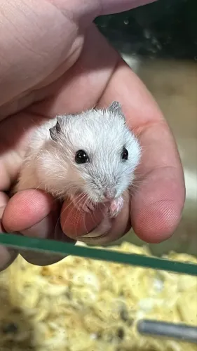 HAMSTERS ANÃO RUSSO FiLHOTES | LOJA FÍSICA