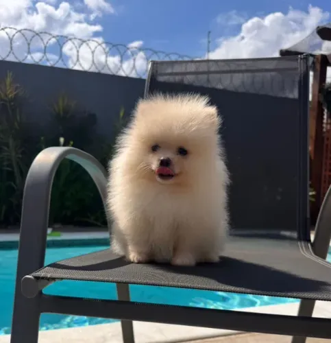 Lulu