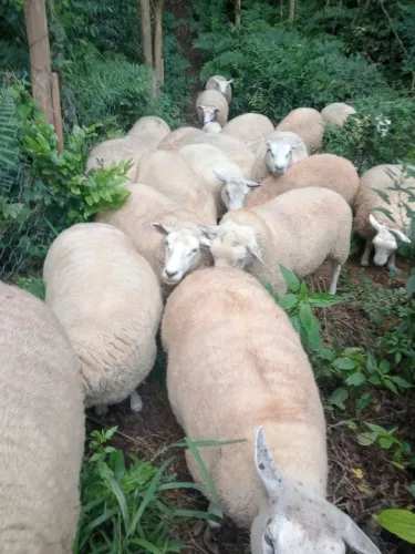 Ovelha Prenha 