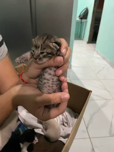 Gato para adoção
