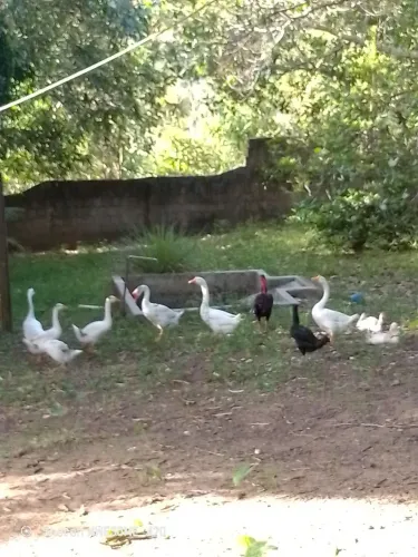 Vendo casal de gansos 400 o casal