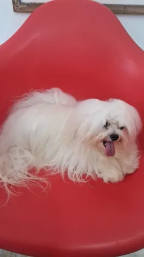 Cachorro Maltês para cruza 