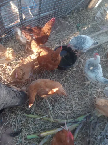 Lote de caipirão 10 frango, vendo tos por 200 reais