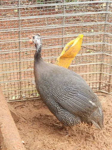 Galinha Angola
