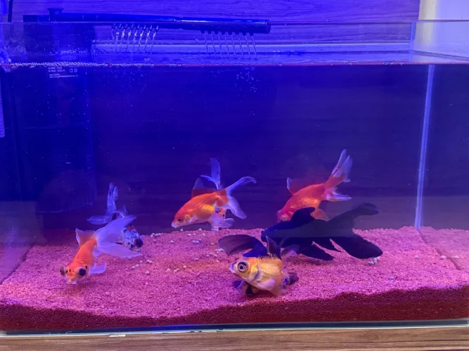 AQUÁRIO 40 LITROS VIDRO ABAULADO